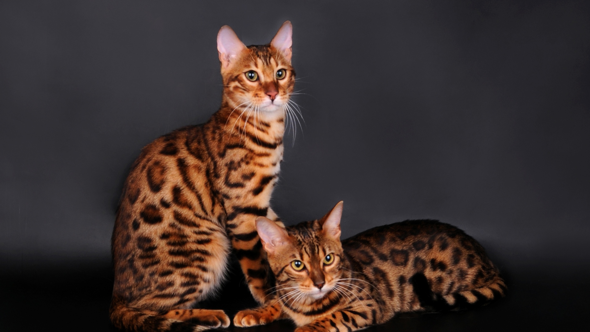 Bengal Cat Couple Leopard Color Desi