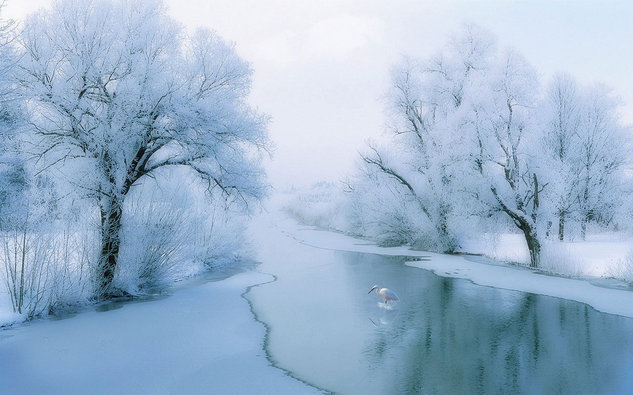 Winter Beautiful Rime Scenery Wallpaper Landscape