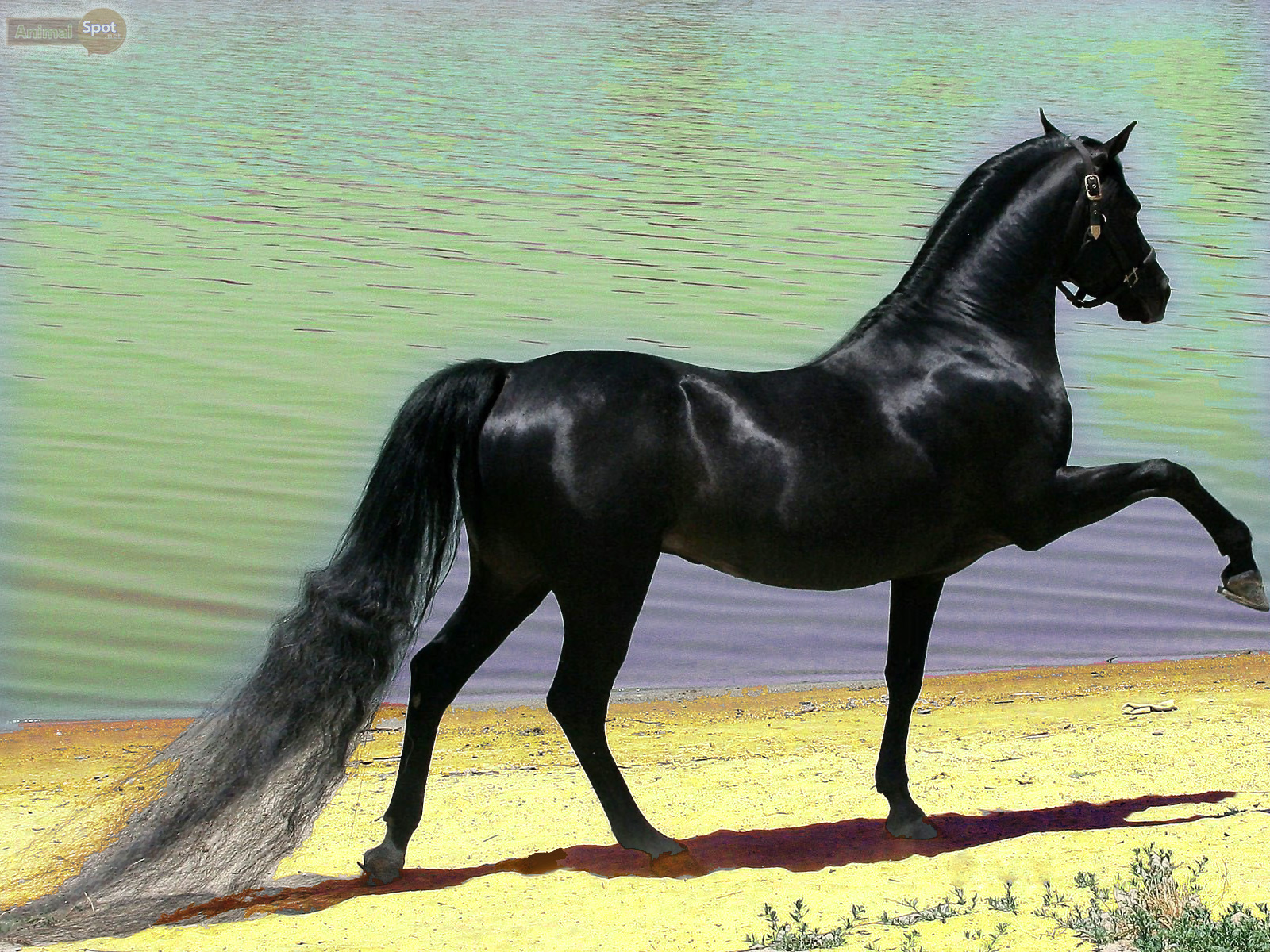 Arabian Horse Wallpaper Black Christmas