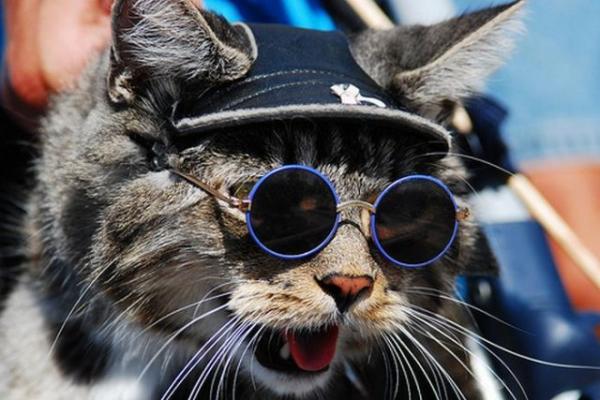  the cat to wear a pair of glasses these cats have an eye for fashion
