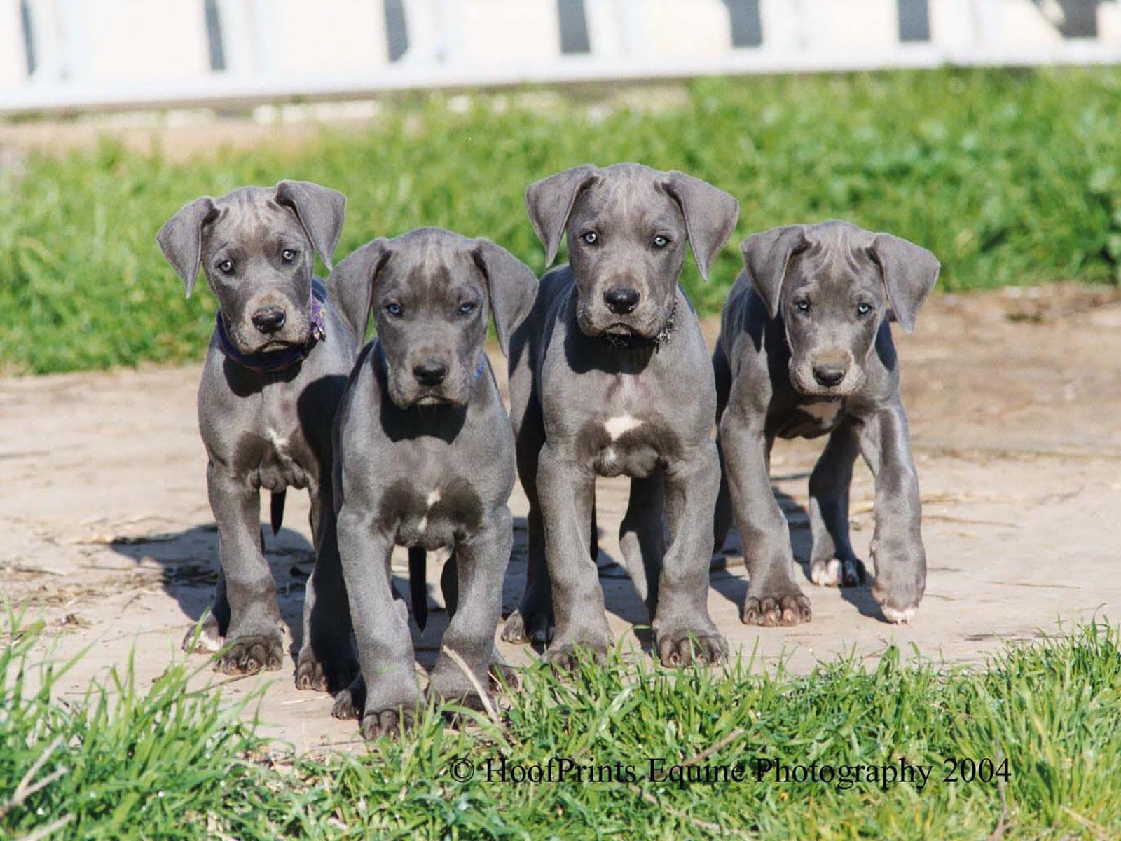 Great Danes For Free 10 Background Wallpaper