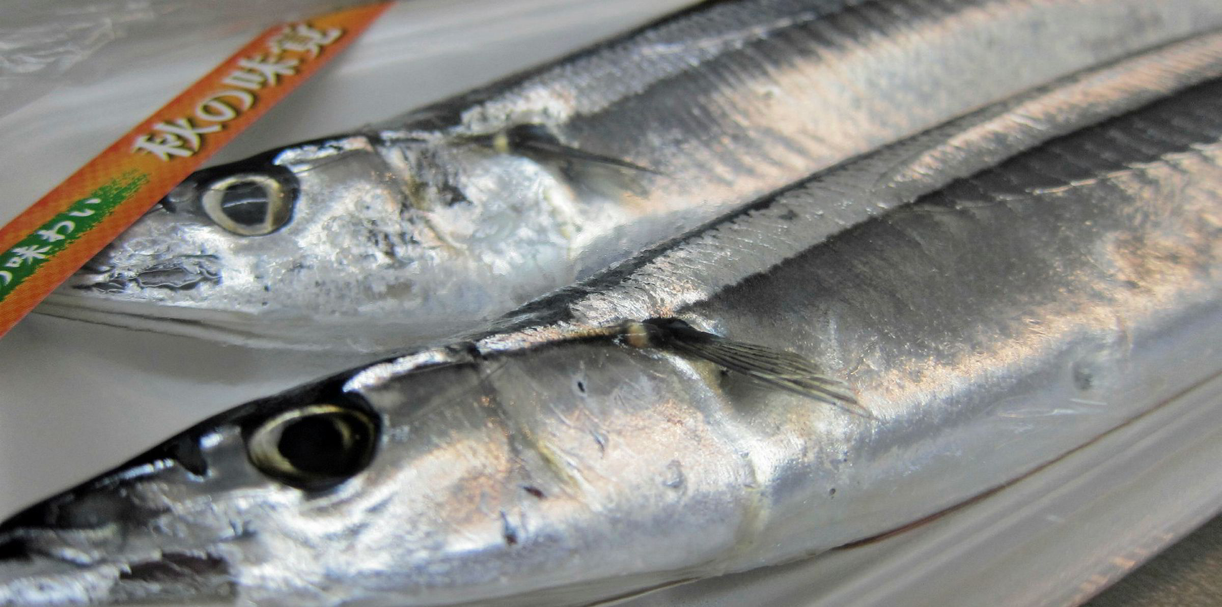 First Quota For Saury Passed By North Pacific Fisheries Commission Wallpaper