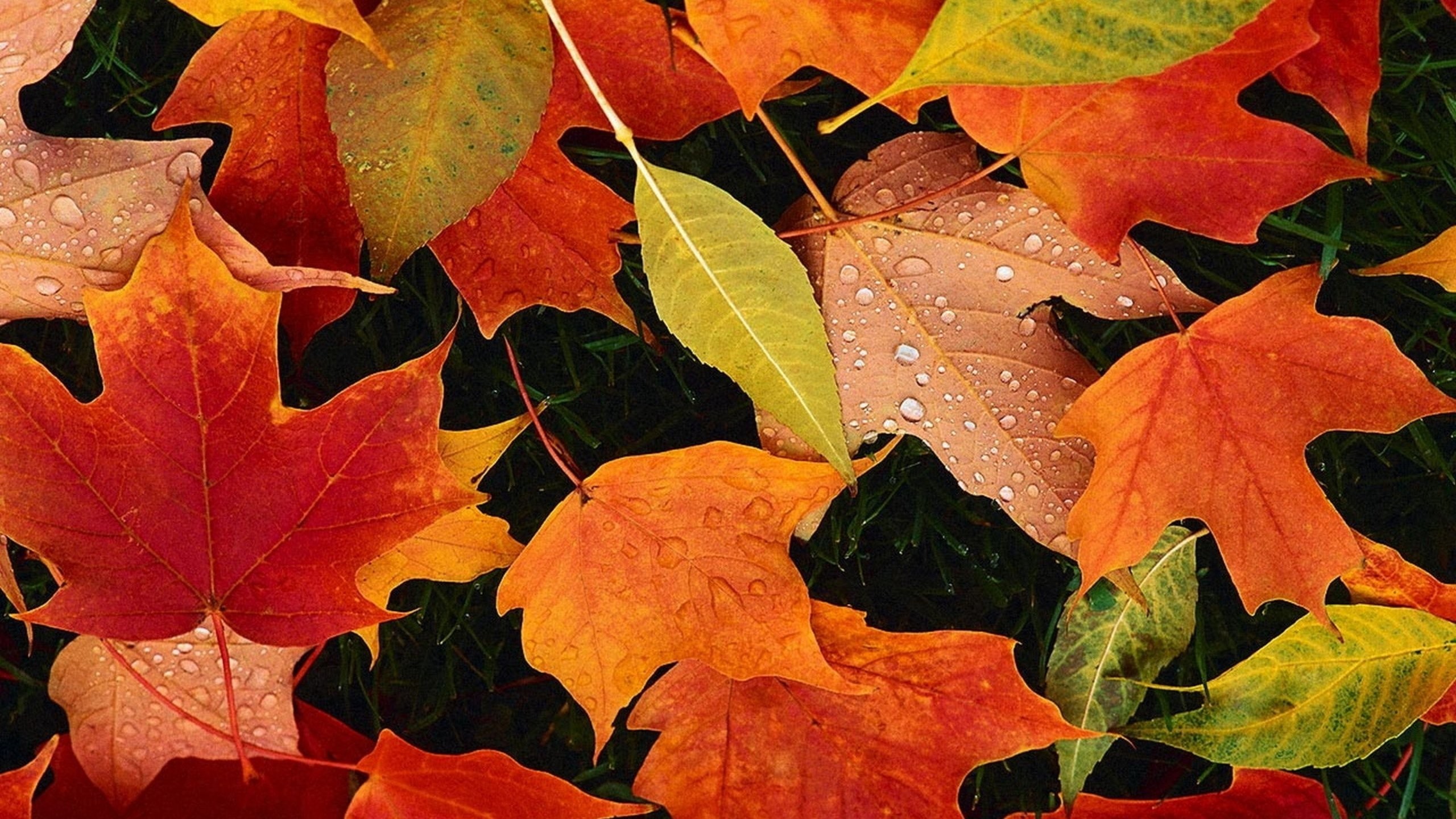October Wallpaper