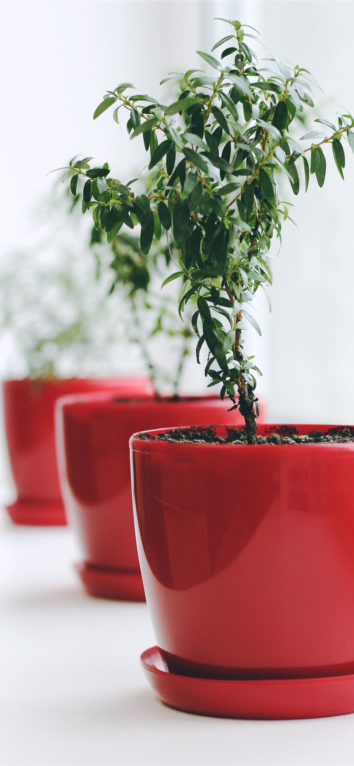 Plant iPhone X Wallpaper