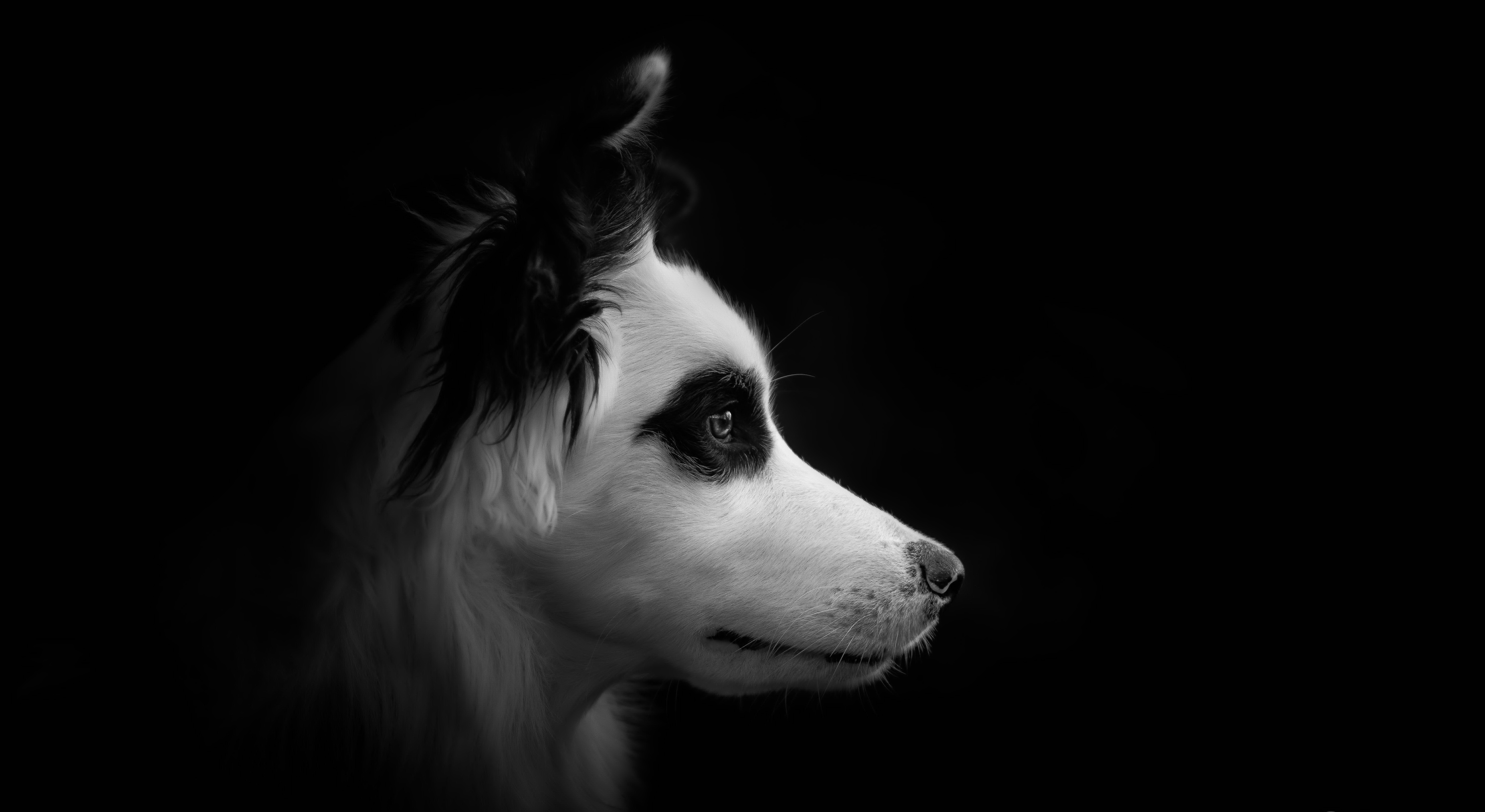 🔥 Free Download Dog 4k Wallpaper For Pc by @annabauer | WallpaperSafari