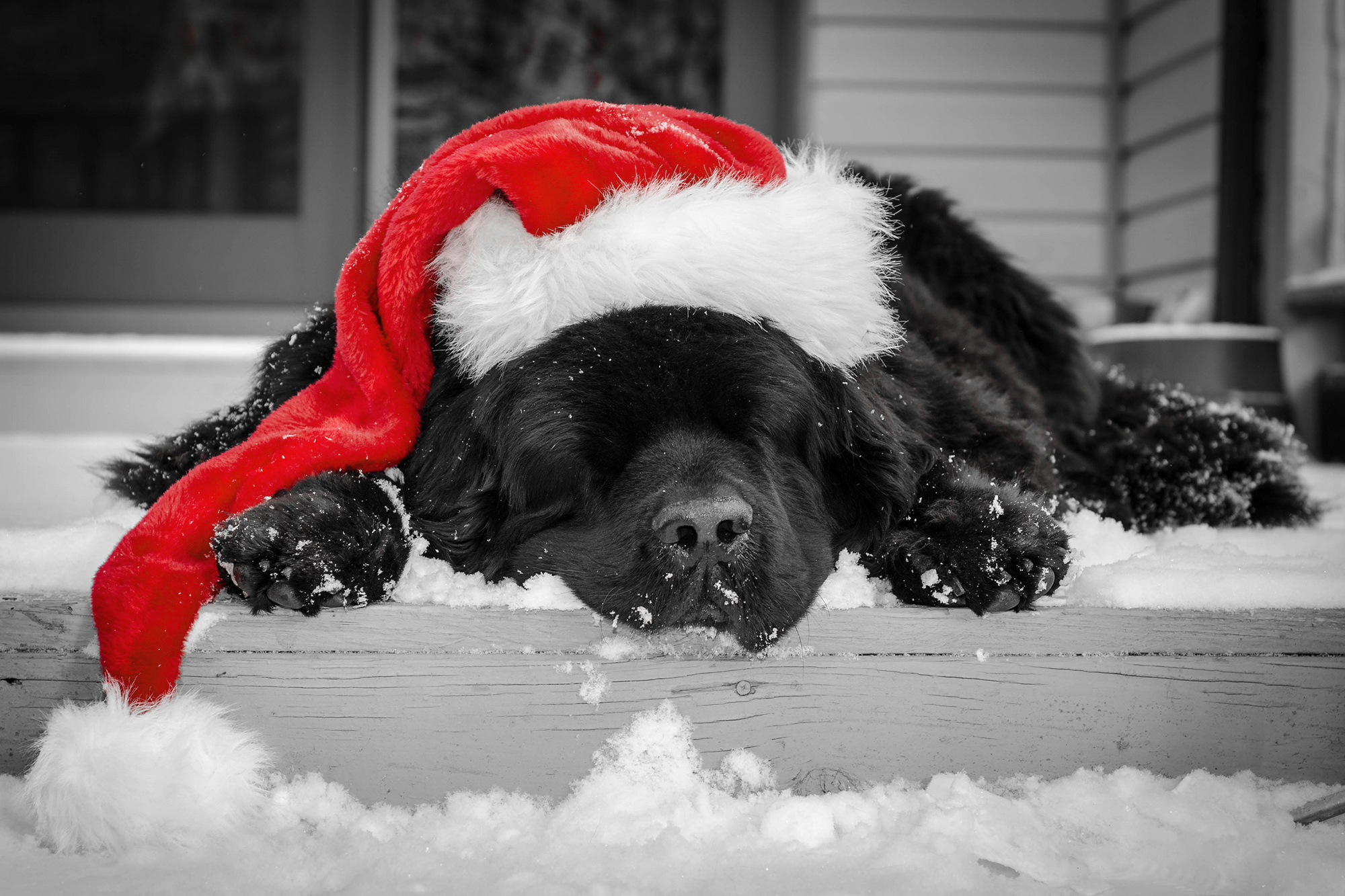 Christmas Black Puppy With Santa Hat Wallpaper Gallery