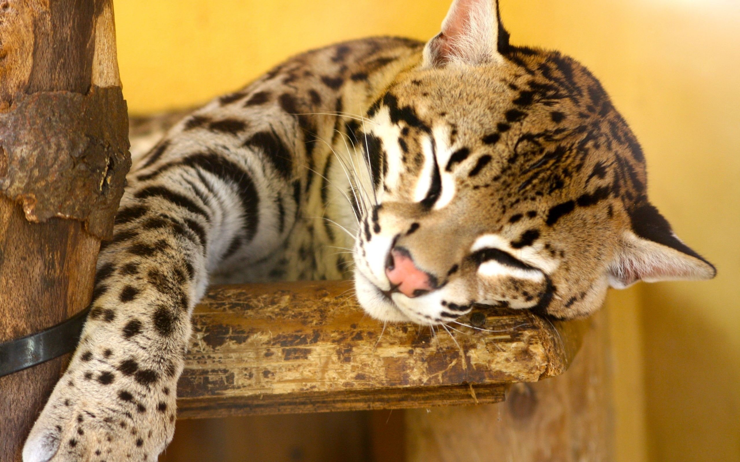 22 Ocelot HD Wallpapers Background Images 2560x1600