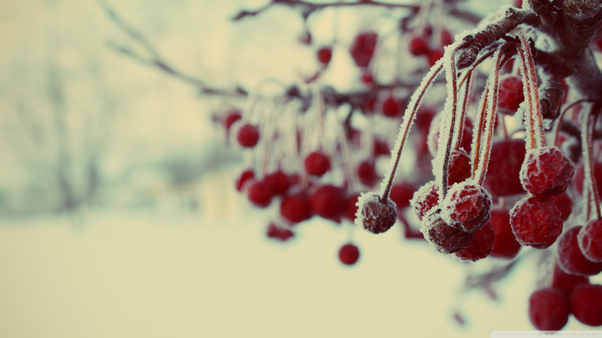 Frozen Berries Macro Wallpaper