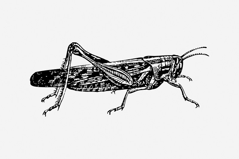 Black Locust Illustration Image Wallpaper