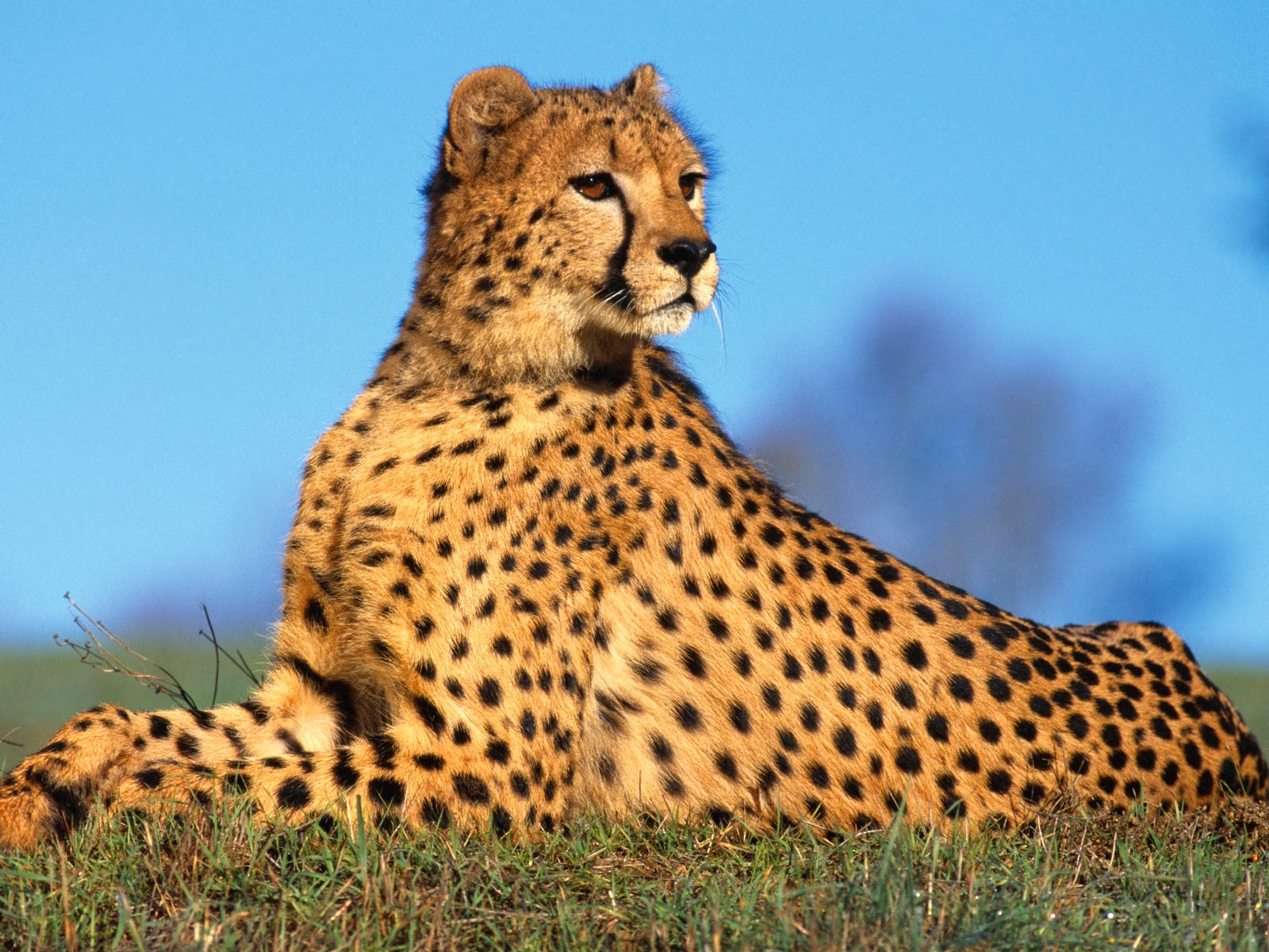 Life Cheetah Cheetahs King Facts Baby