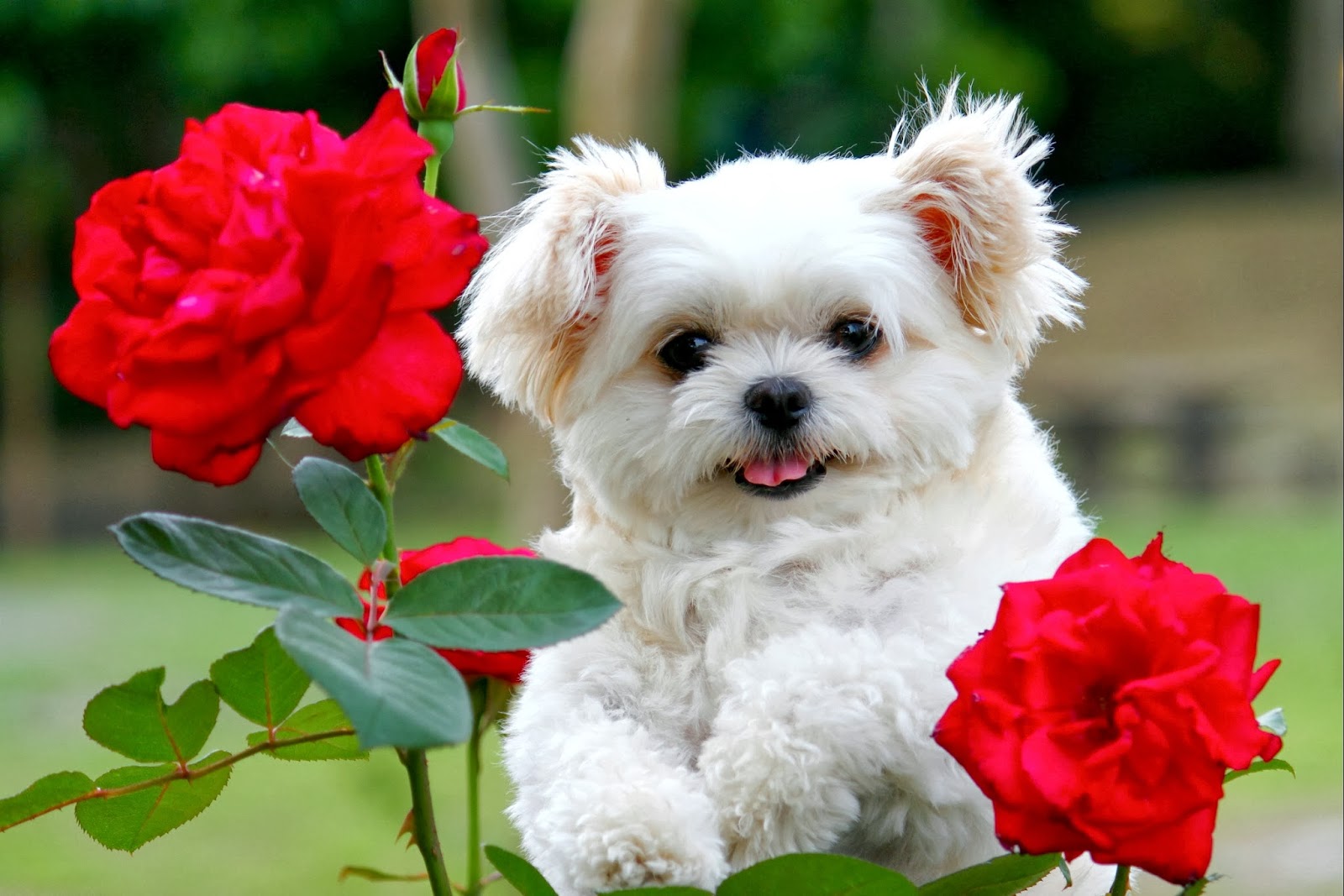 Beautiful Cute Puppies Wallpaper HD Desktop