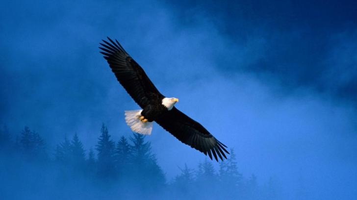 Bald Eagle High Quality And Resolution Wallpaper On