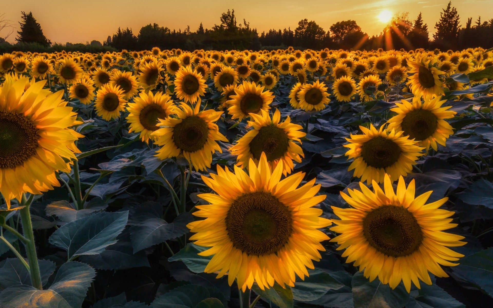 Aesthetic Sunflower Wallpaper HD