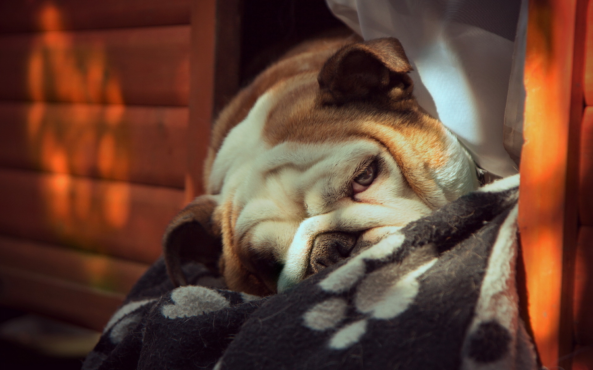 English Bulldog Relaxing On A Bed Under Sunday