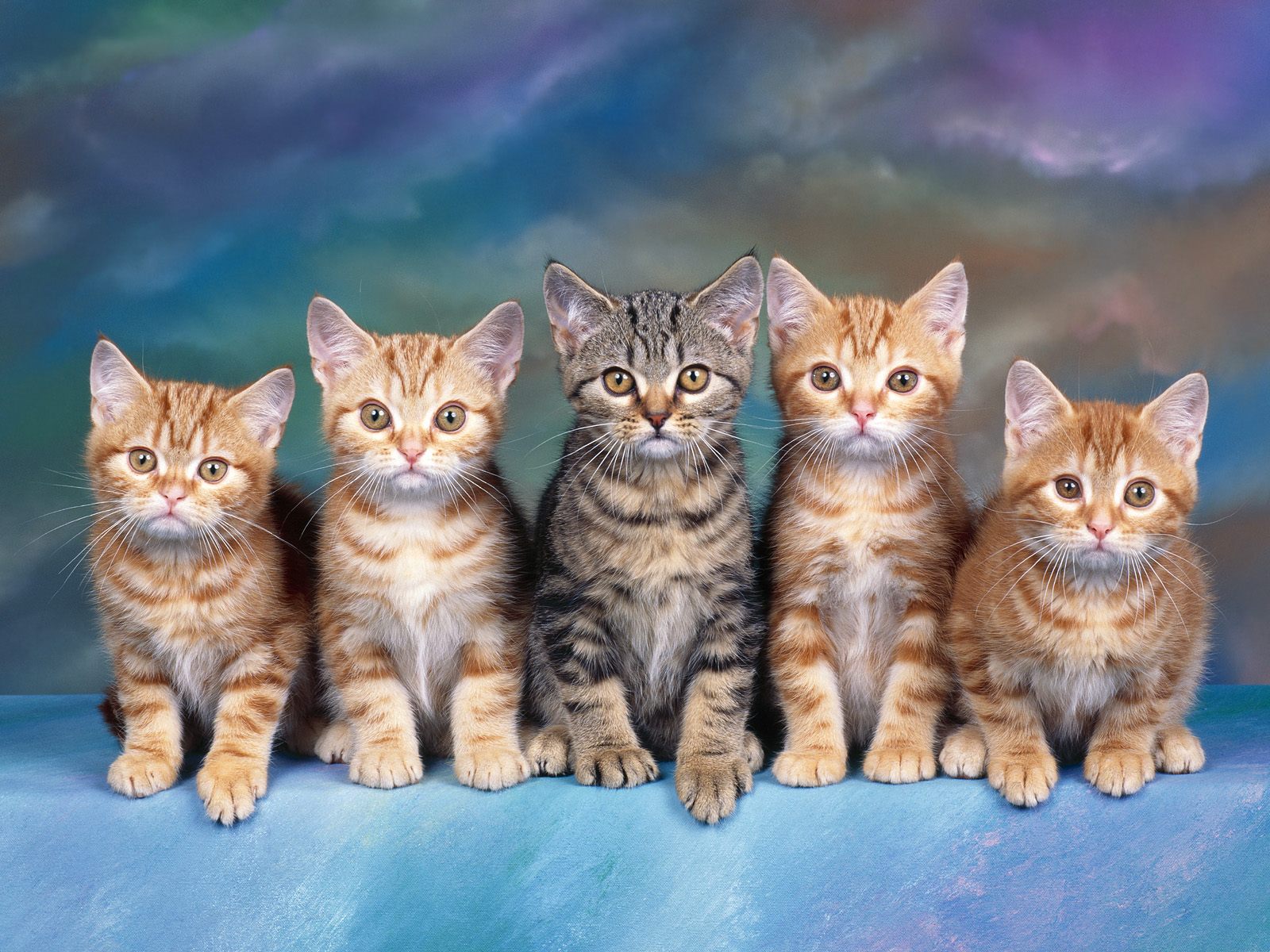 Tabby Kittens   Free Animals Wallpaper Image with Cats