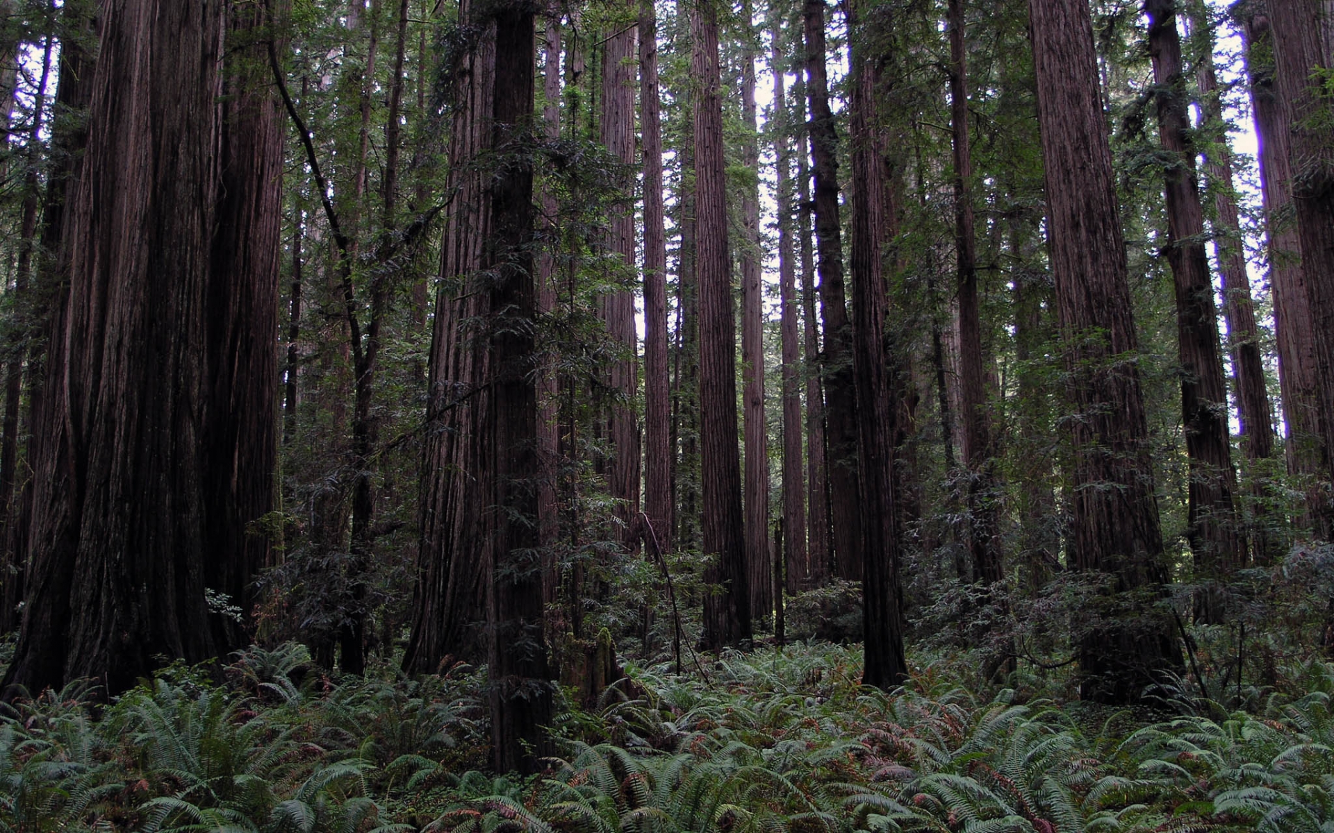 Redwoods Desktop Wallpaper