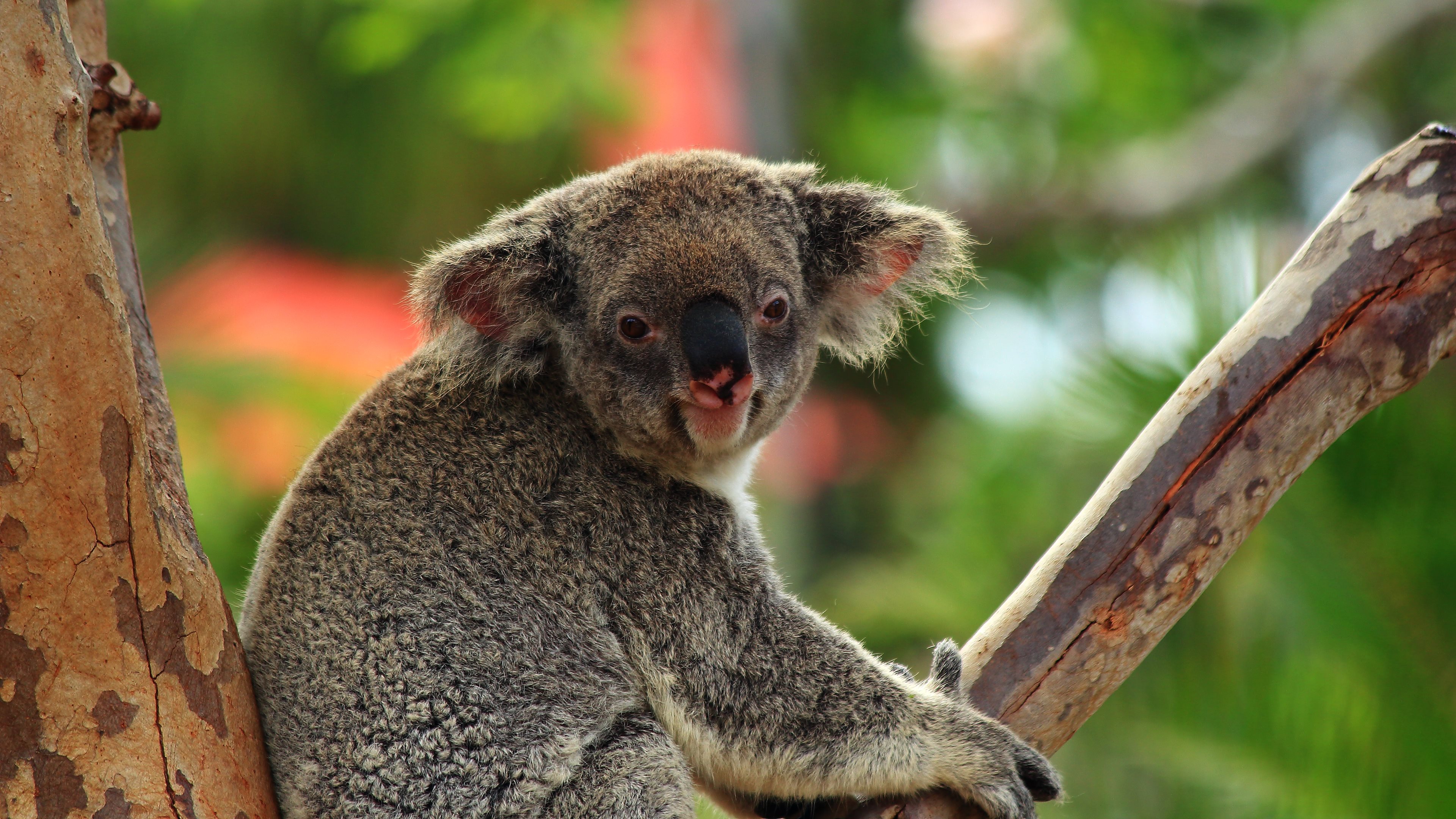 Koala Bearwallpaper