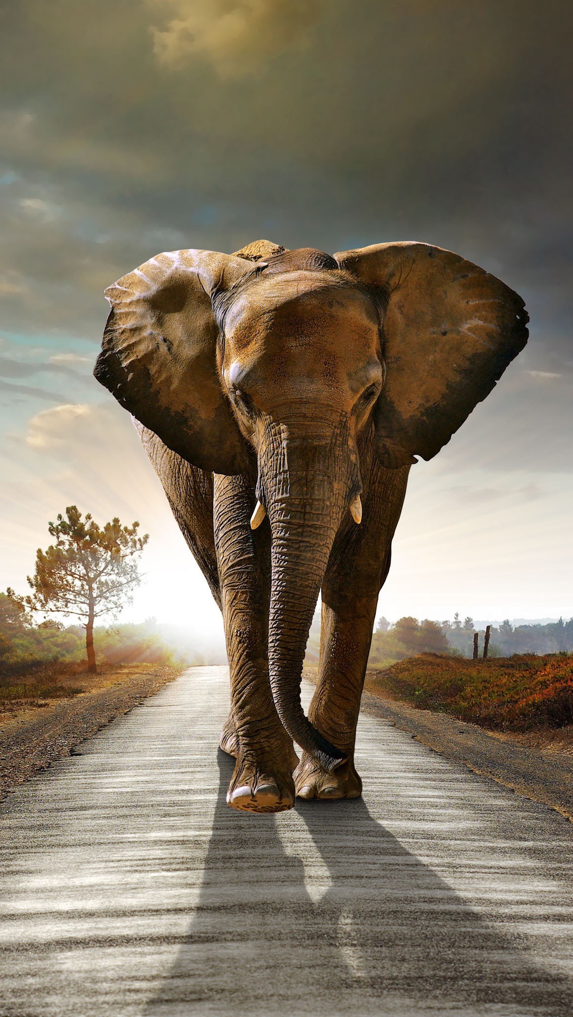 Elephant iPhone Wallpaper