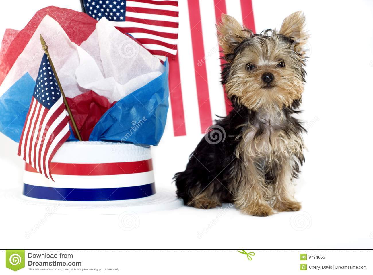 Royalty Stock Photo Yorkie Puppy Patriotic Theme Image8794065