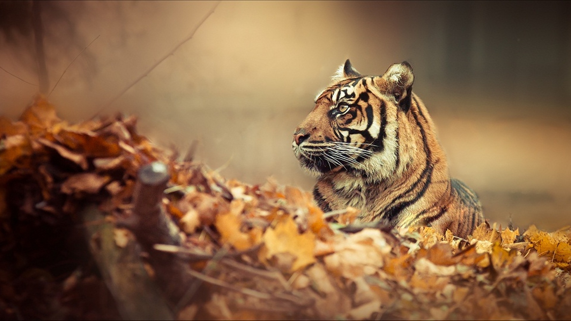 Tiger HD Wallpaper Pictures 1080p