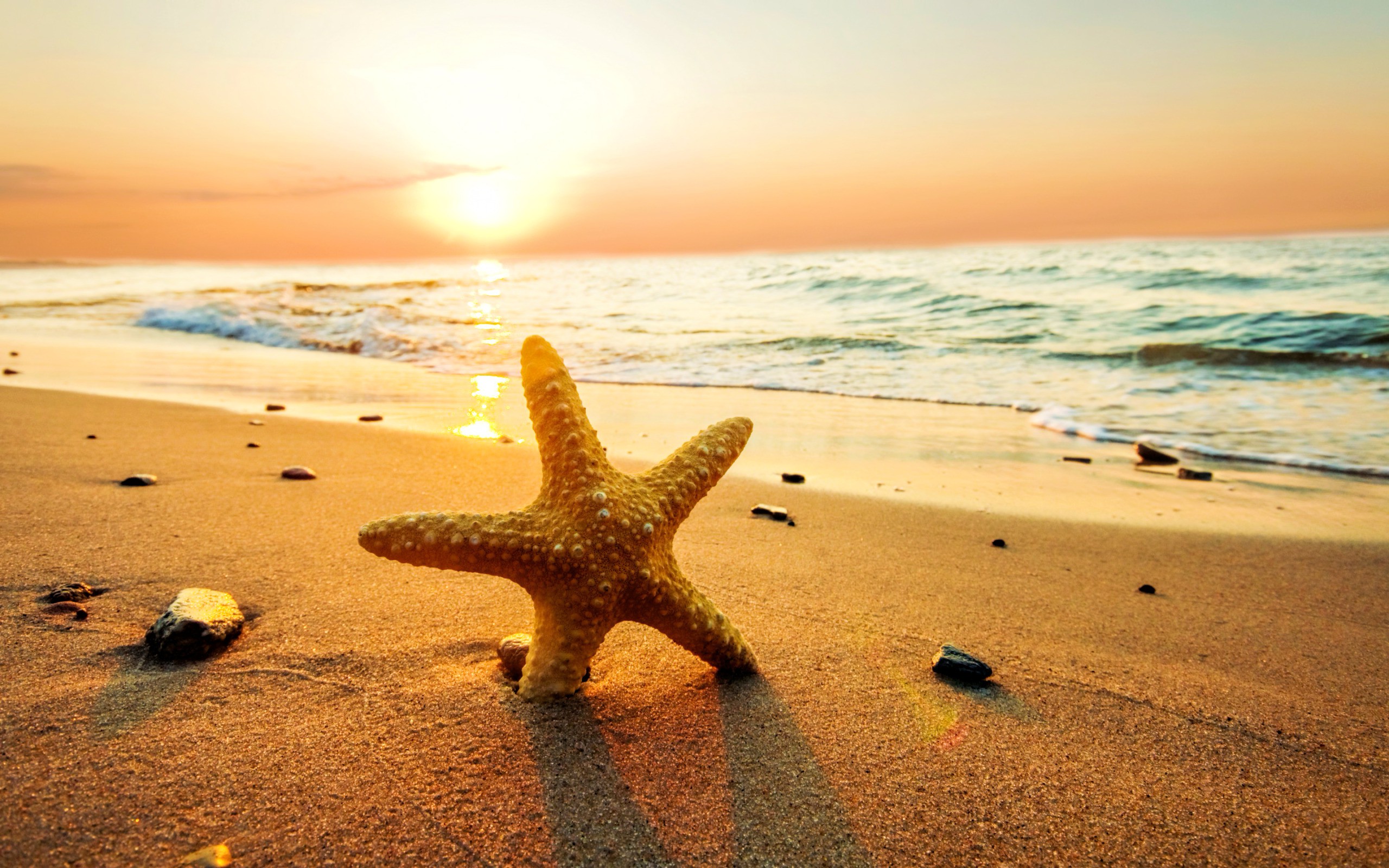 HD Starfish Beach Sunset Wallpaper