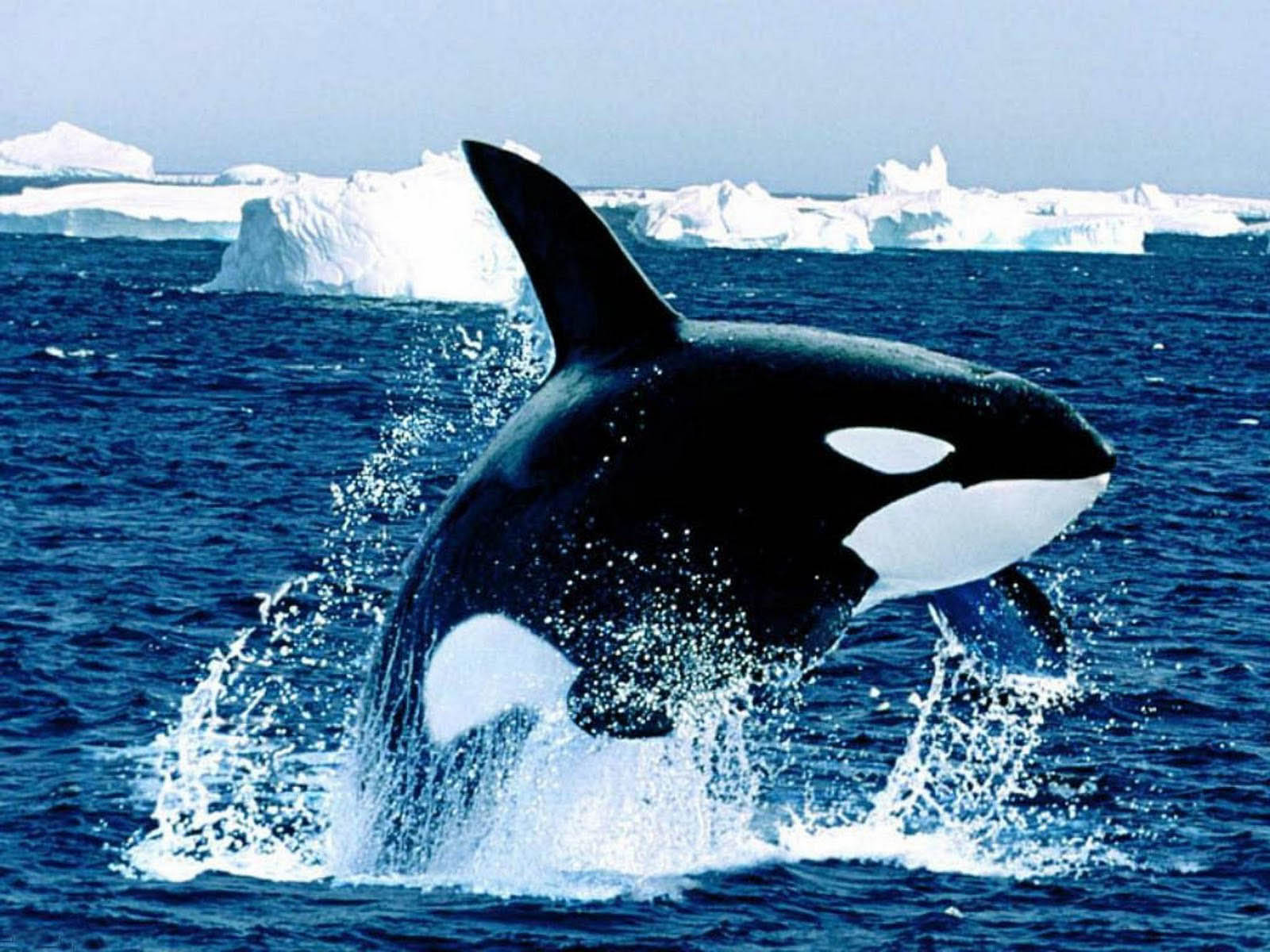 Tag Orca Wallpaper Background Photos Pictures And Image For