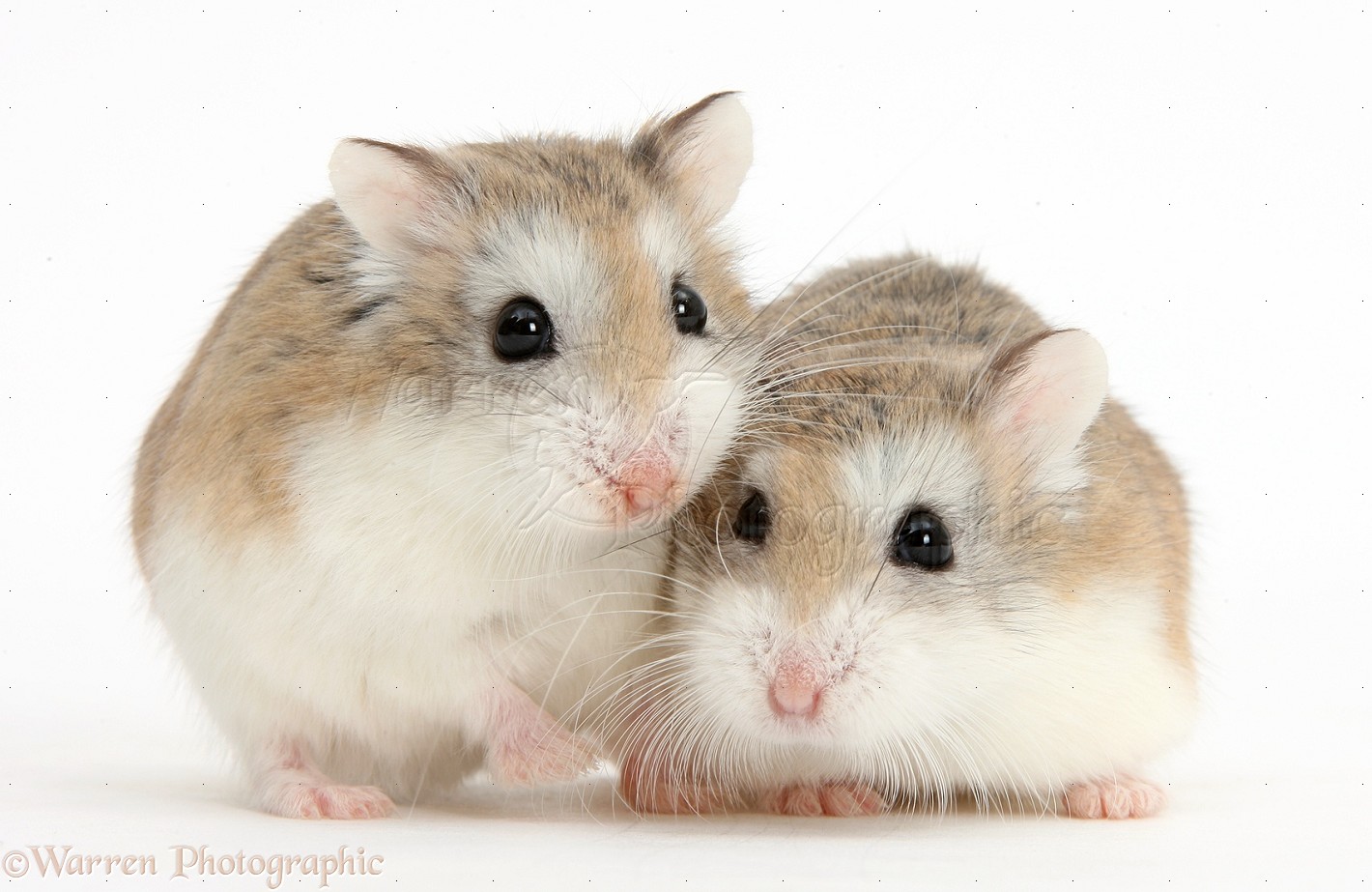 Hamster Mesocricetus Auratus Wallpaper HD Desktop Background