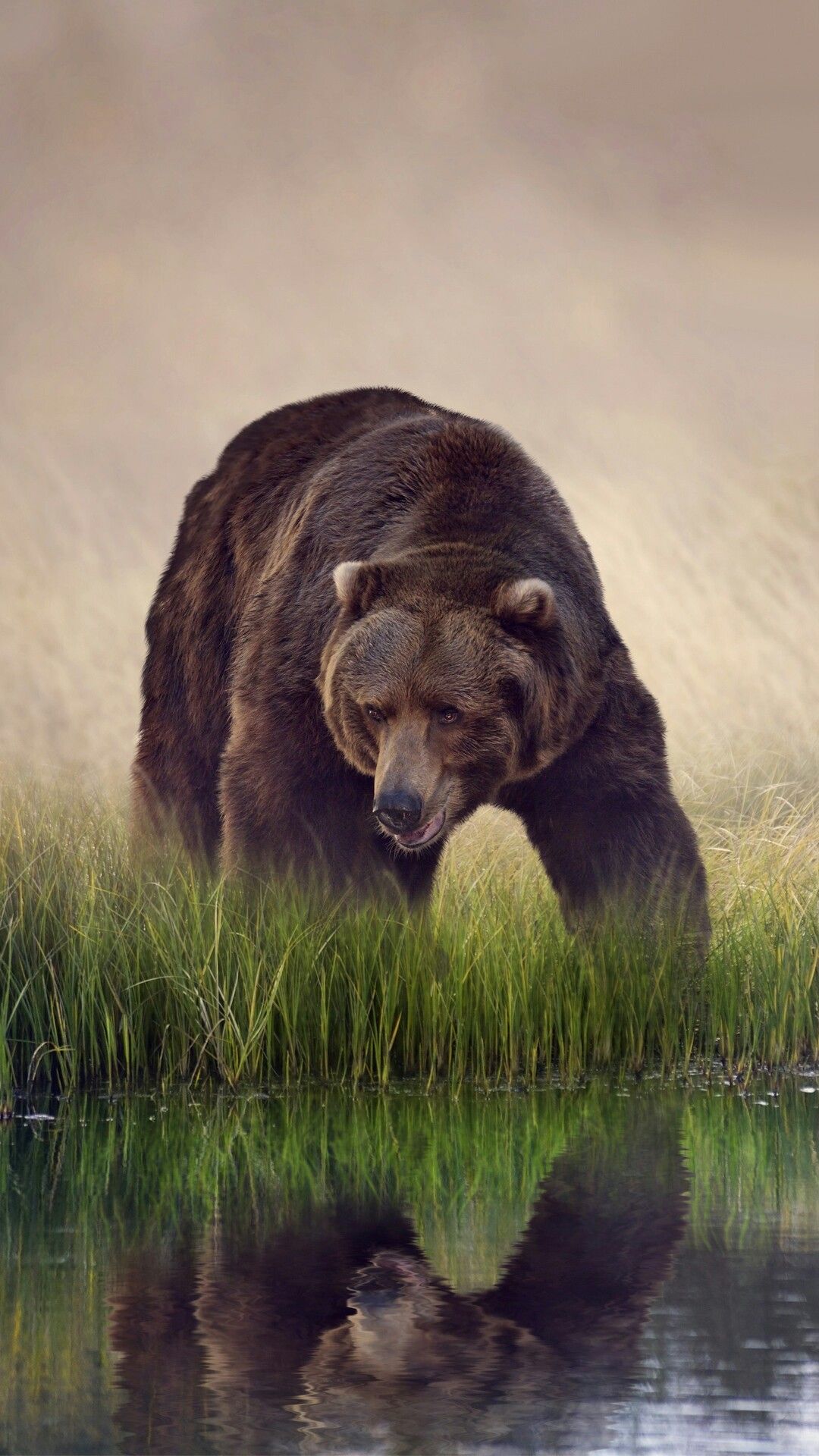 Redactedentkcks On Brown Black Grizzly Bears Bear