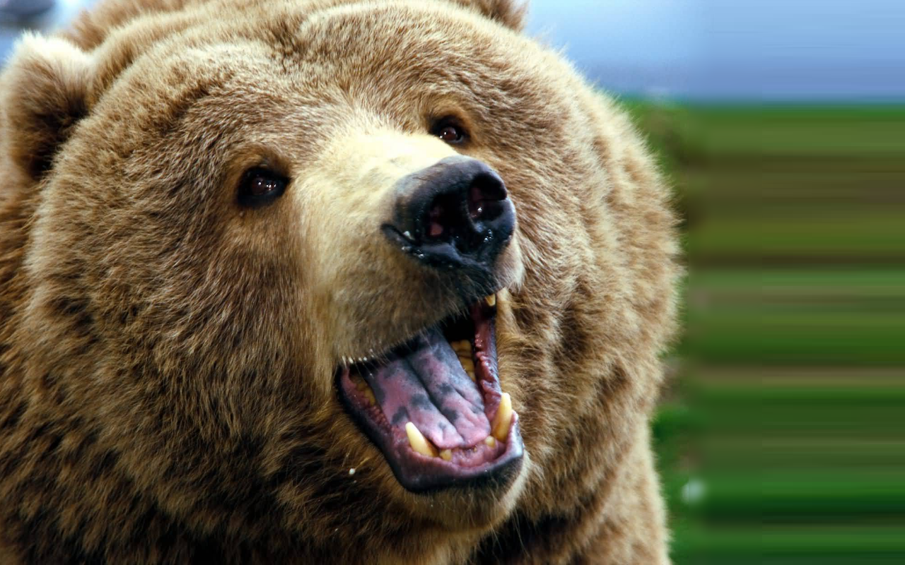 HD Grizzly Bear Wallpaper Bears