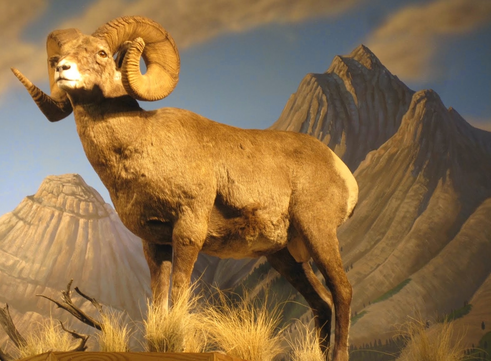 Bighorn Sheep HD Wallpaper Background Of Your Choice