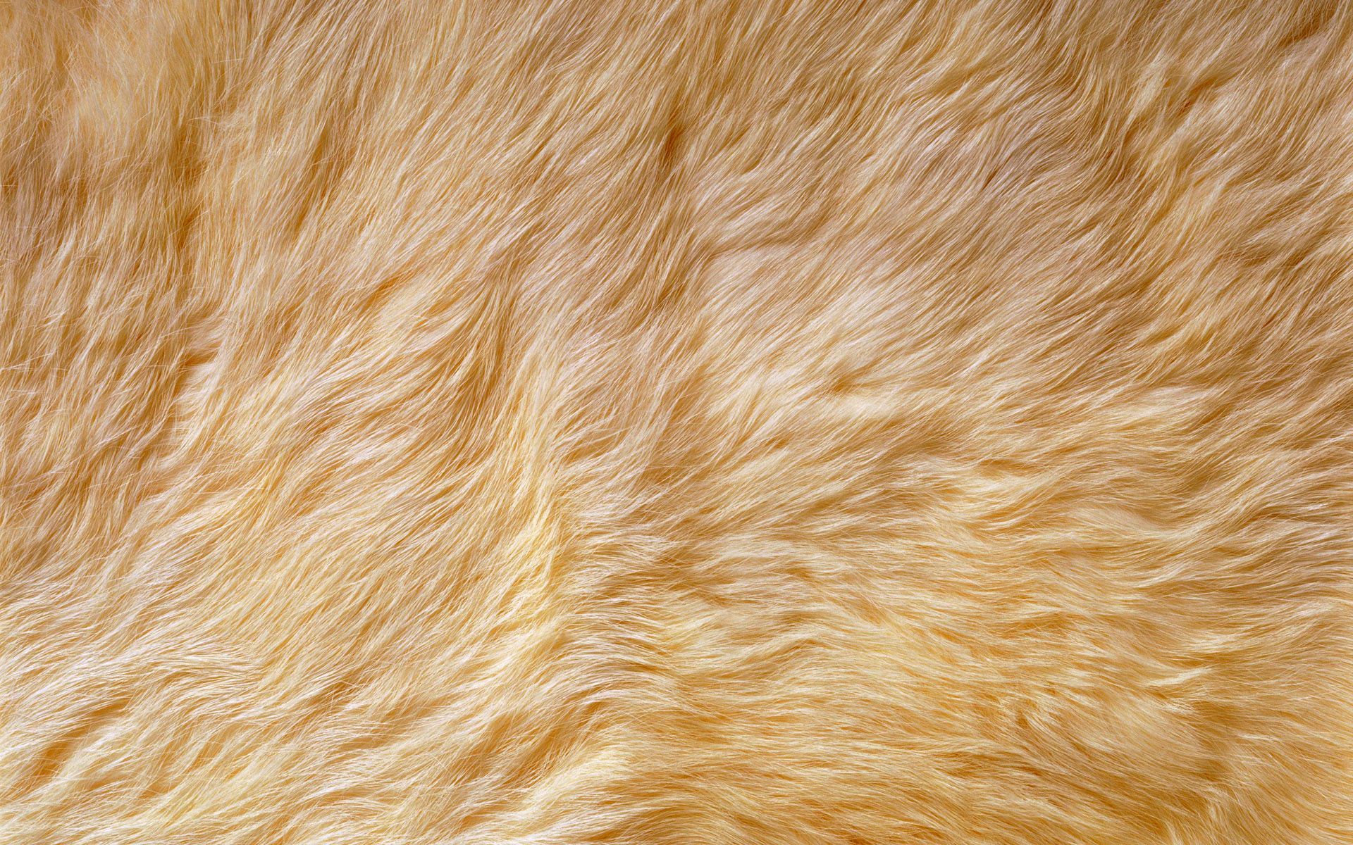 Animal Fur Wallpaper On