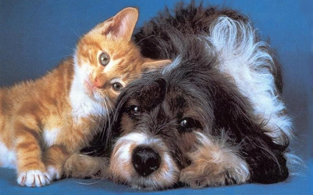 Dog And Cat Wallpaper Teddybear64