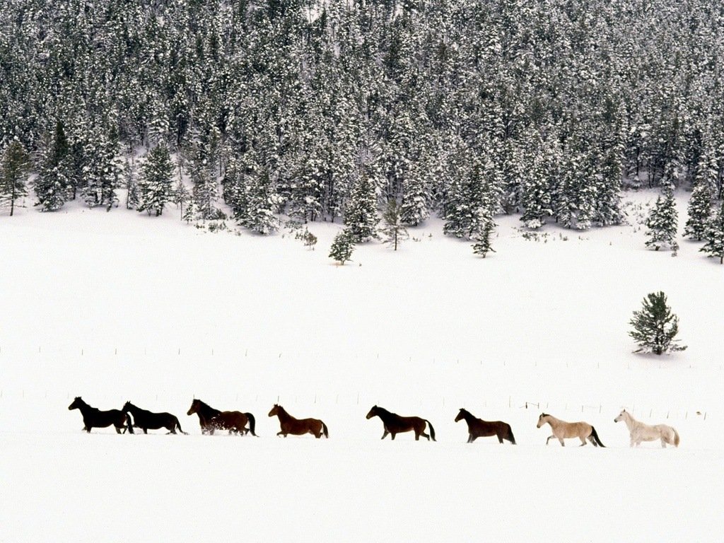 Horses In The Snow Jpg