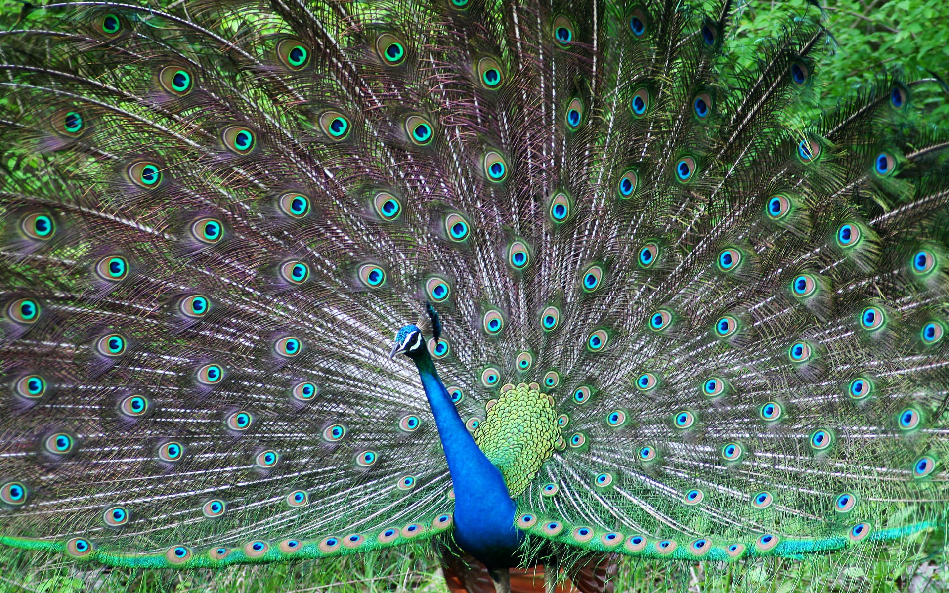 Indian Peafowl Wallpaper HD