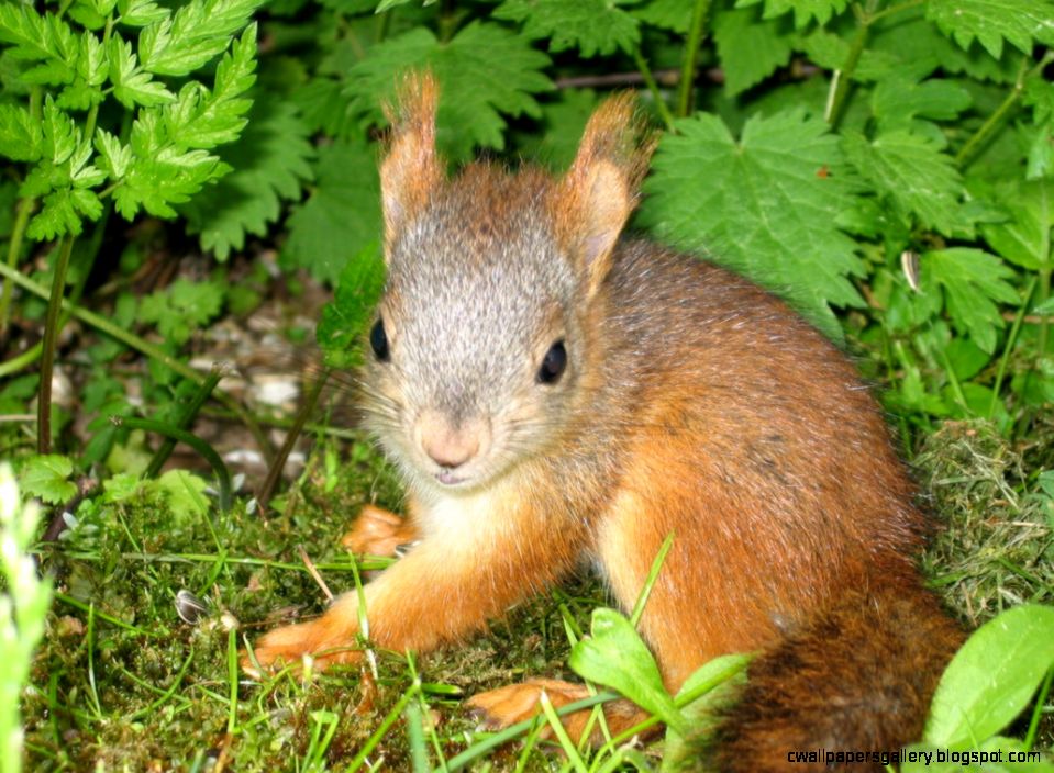 Baby Squirrel Wallpapers Gallery 959x704