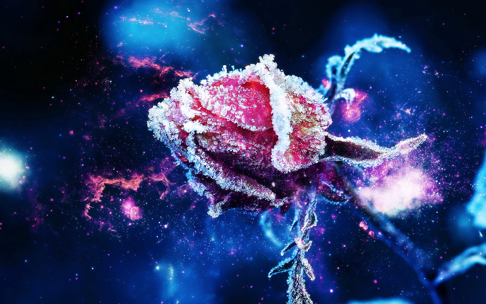 Nature Rose HD Wallpaper