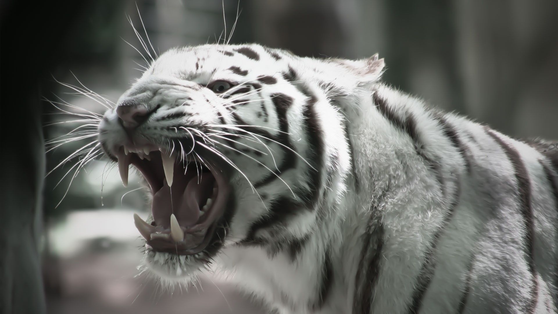 White Tiger Wallpapers 1920x1080