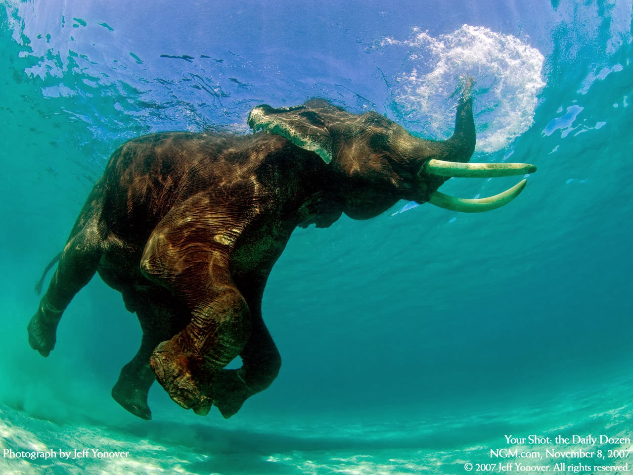 Elephant Underwater Wallpaper HD Jpg