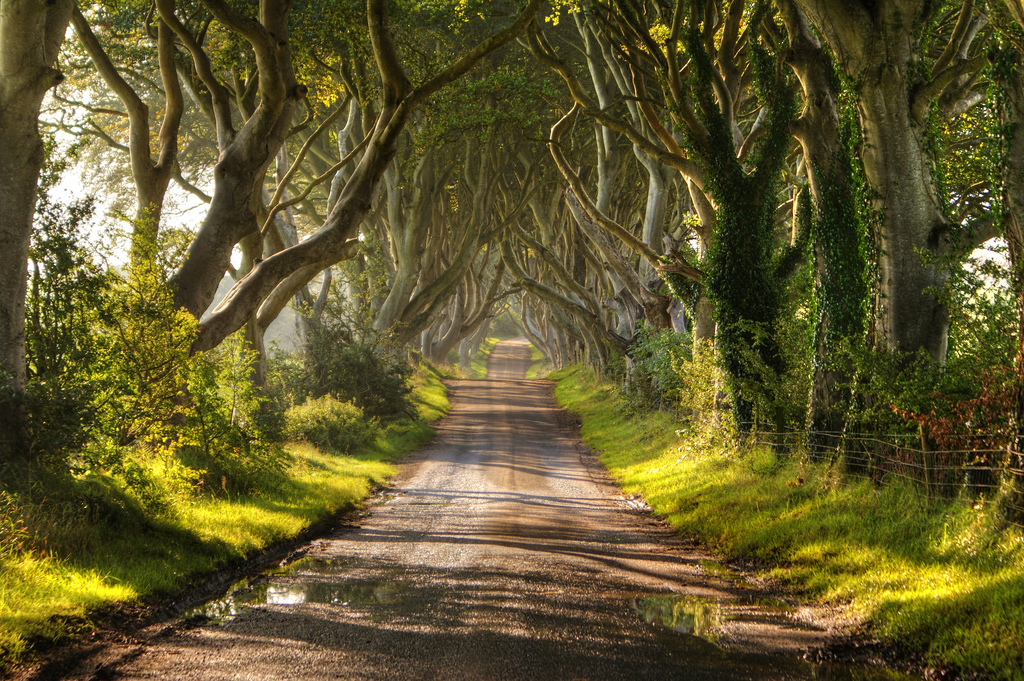 The Dark Hedges Of Ireland Pics I Like To Waste My Time