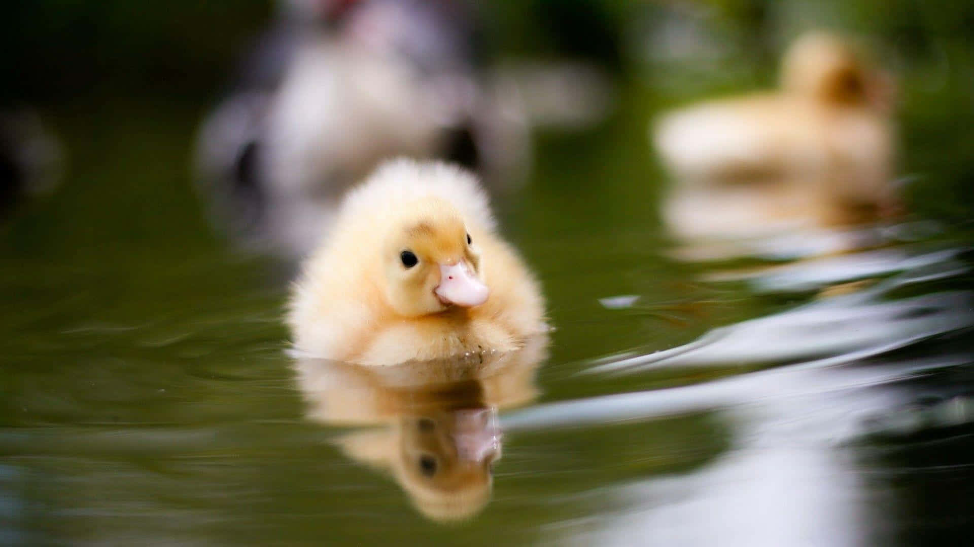 Baby Duck Background Wallpaper