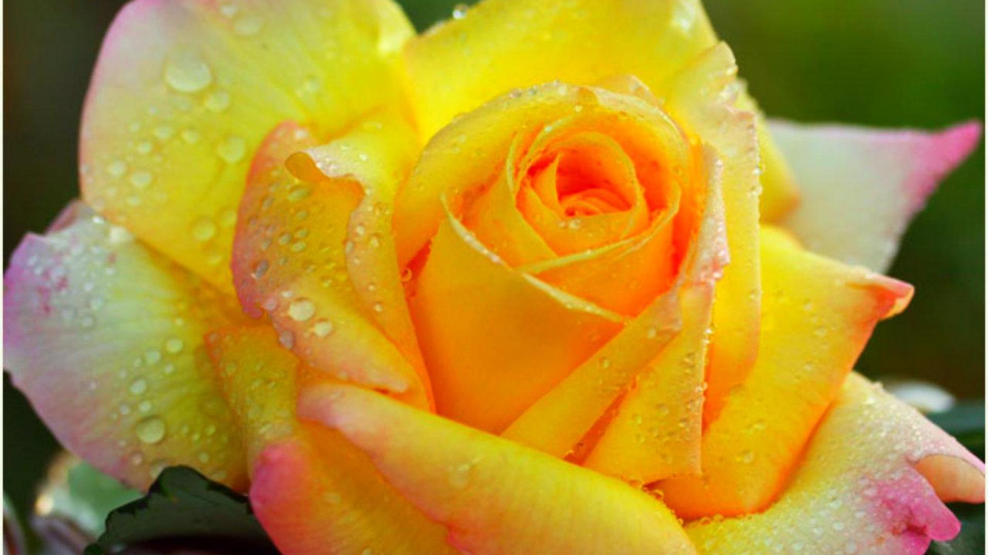 Yellow Rose High Quality And Resolution Wallpaper On
