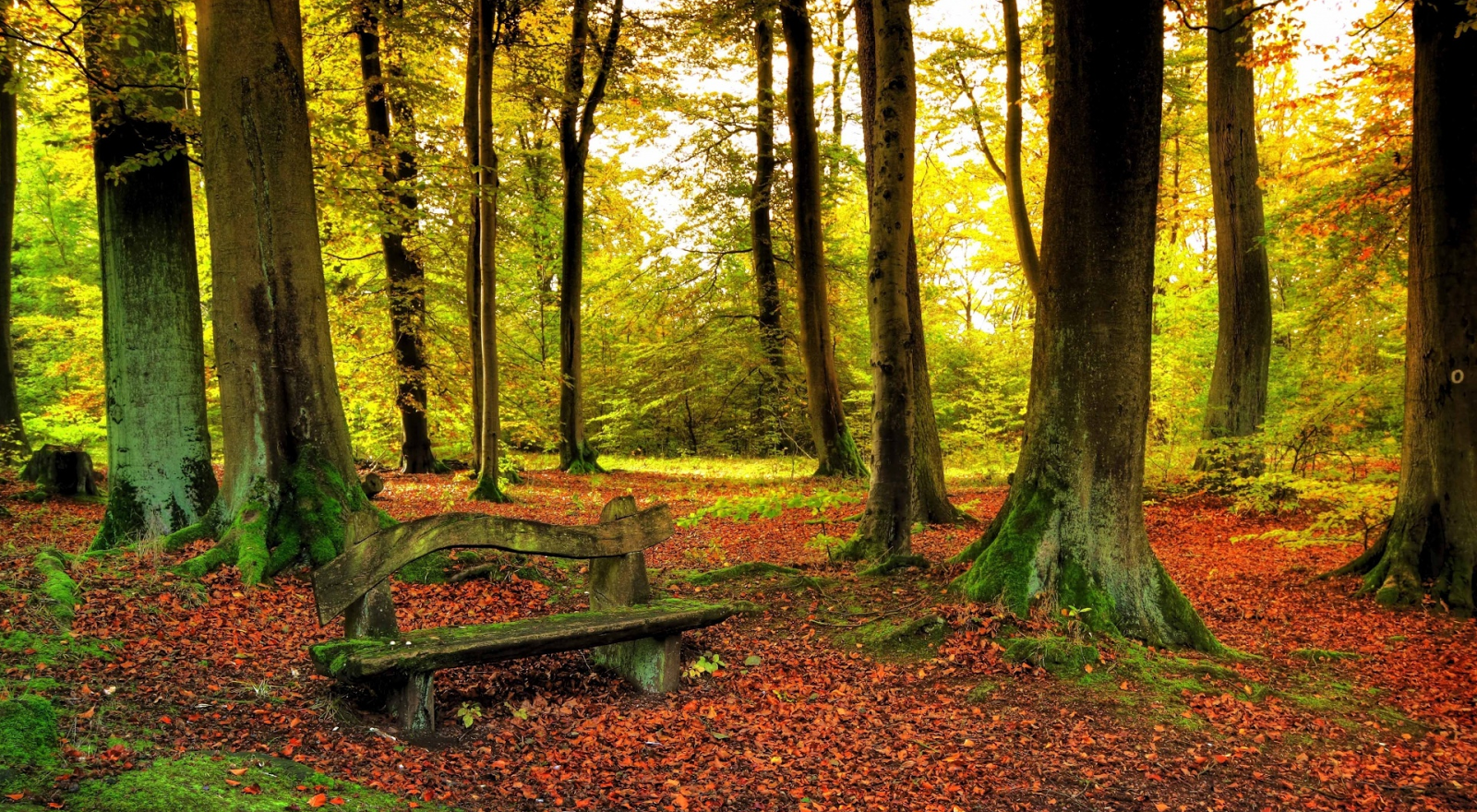 Autumn Beautiful Forest Desktop Wallpaper HD Pic
