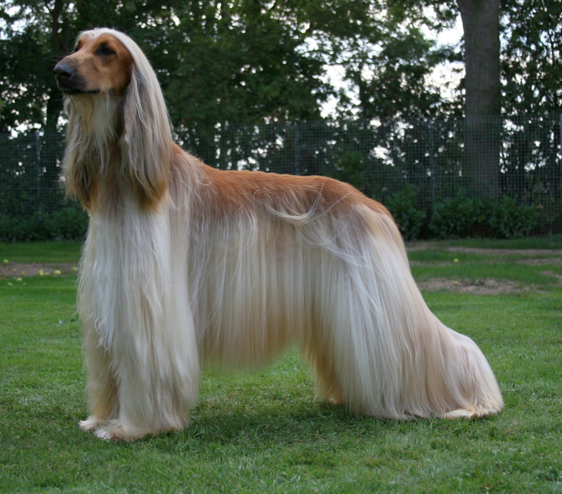 Afghan Hound Information And Wallpaper New Dog Funny Pet