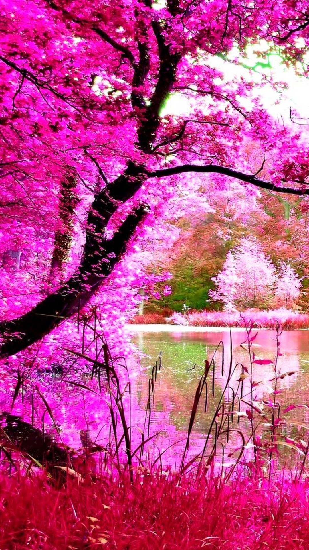 Beautiful Pink Nature iPhone Wallpaper Resolution