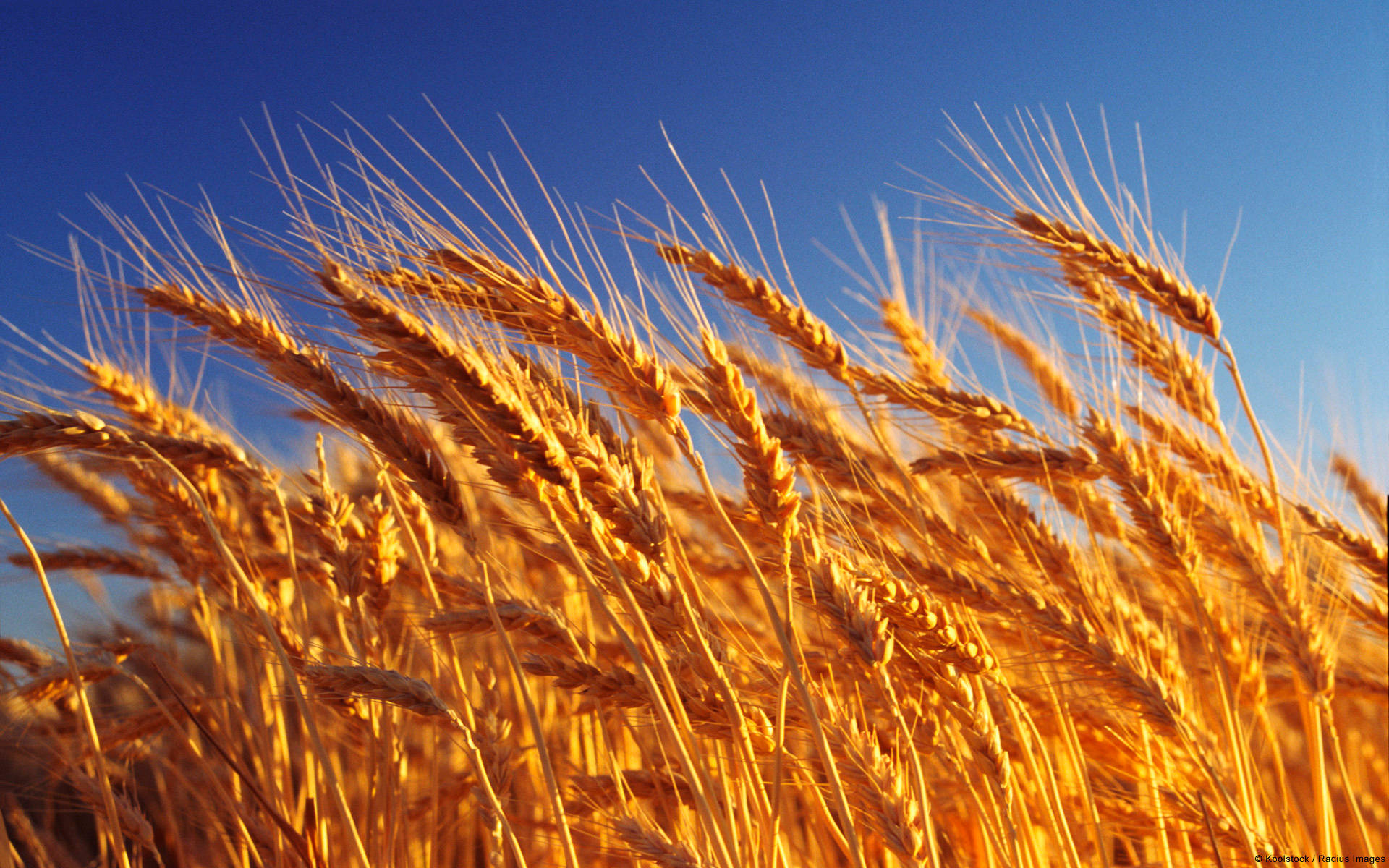 Wheat Field Wallpaper