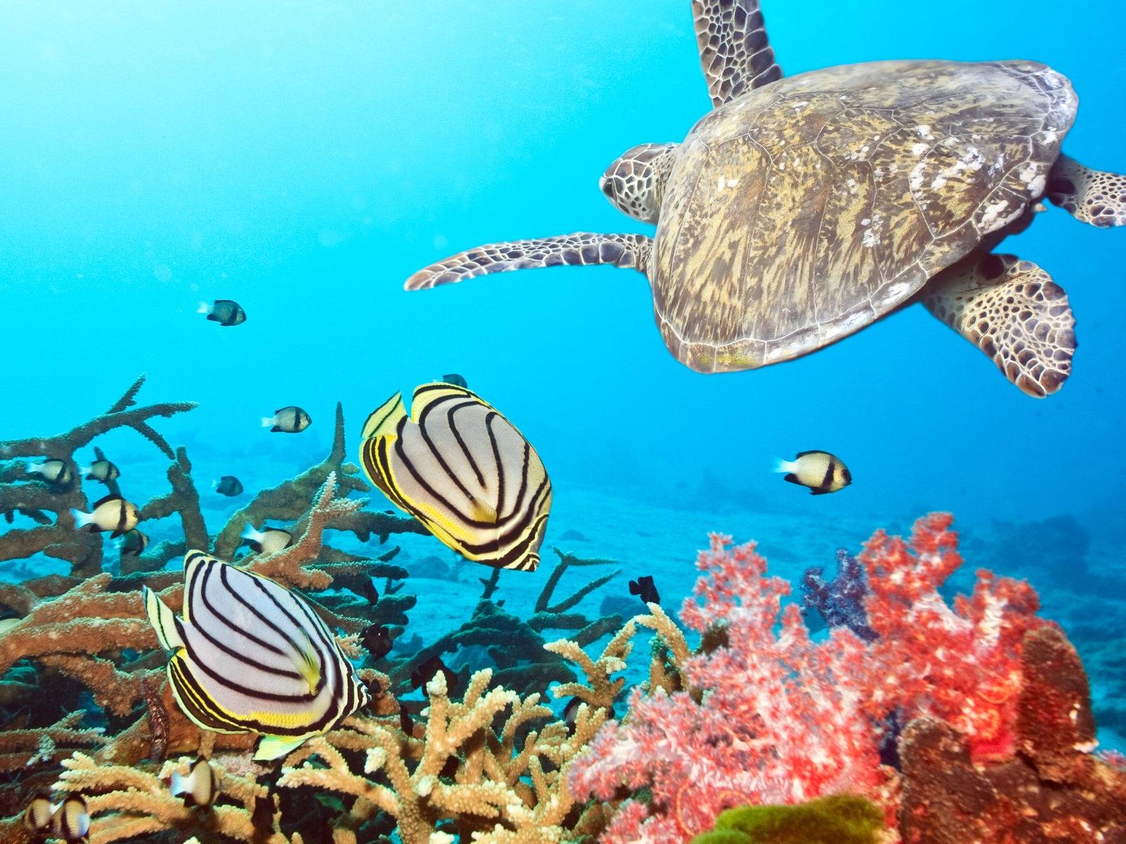 Animals Fishes Turtle Ocean Sea Water Underwater Coral Reef Tropical