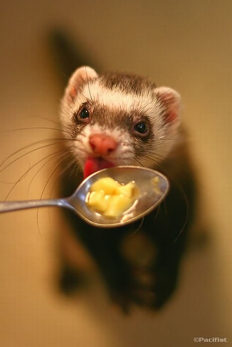 Beautiful Cute Photos Of Ferrets Funny Pictures