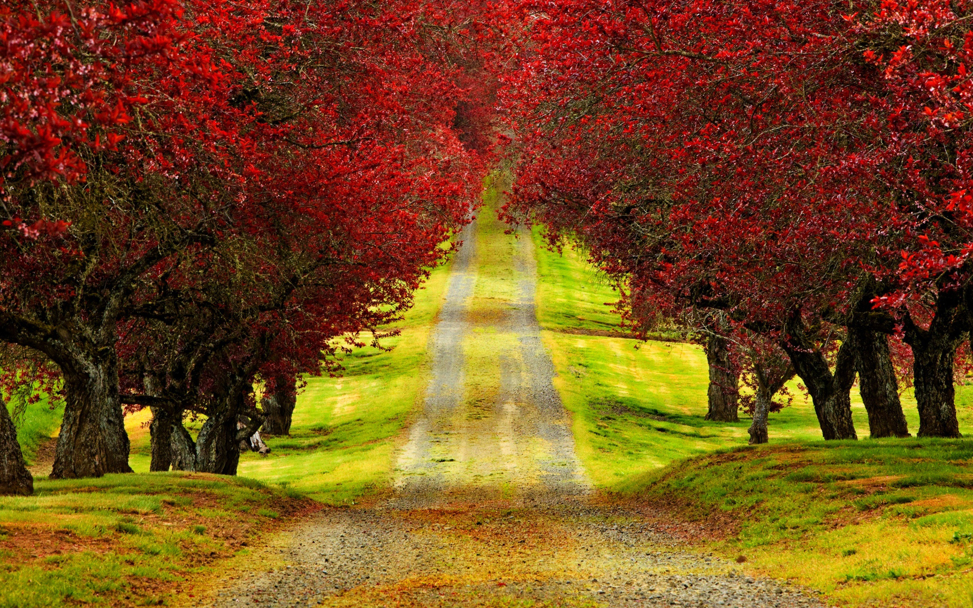 Red Trees Autumn Road HD Wallpaper