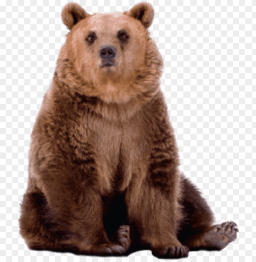 Png Bear Image Transparent Grizzly Image With