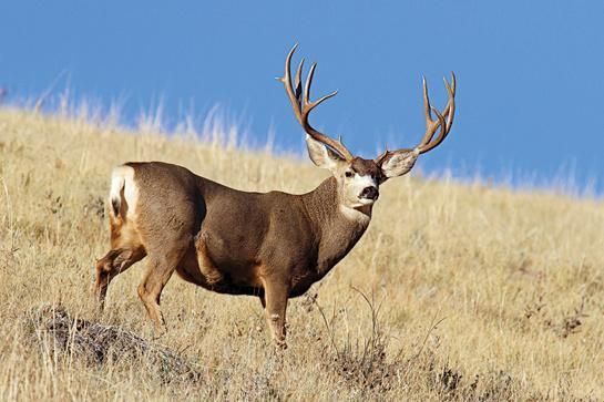 Where To Hunt Guide The Best Big Game Hunts In West